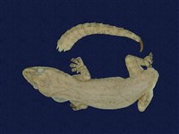 藏品(蝎虎)的圖片